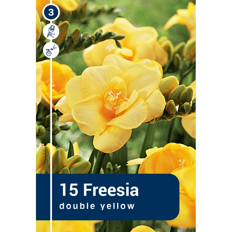 Freesia Double Yellow - 15 løg