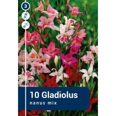 Gladiolus Nanus Mix - 10 Løg