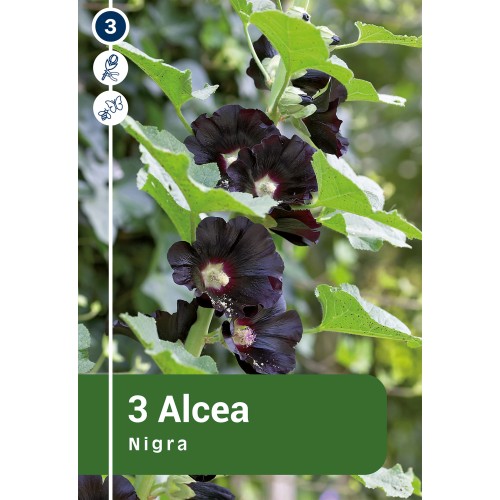 Stokrose sort - Alcea Nigra - 3 rødder