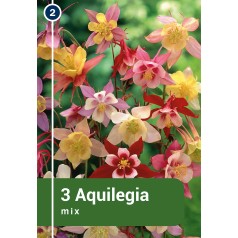 Akeleje mix - 3 rødder