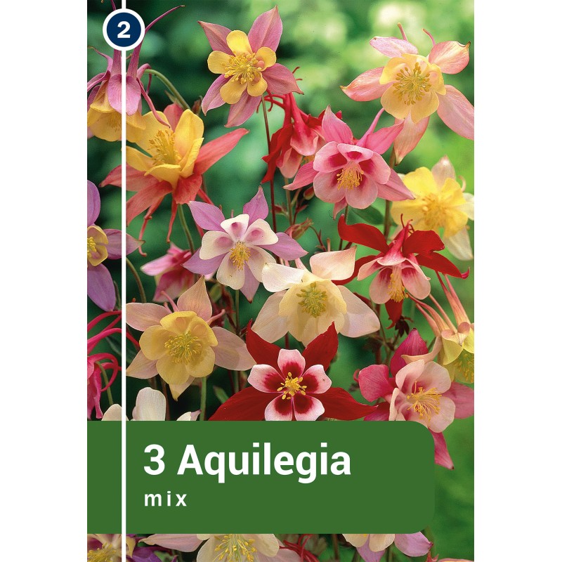 Akeleje mix - 3 rødder