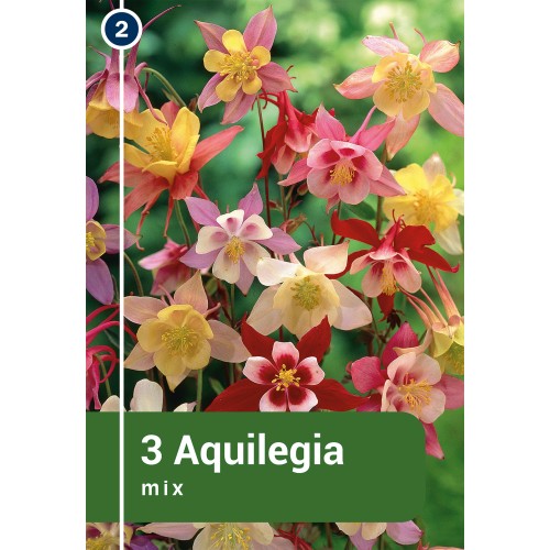 Akeleje mix - 3 rødder