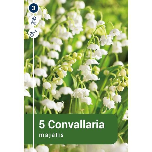 Liljekonval - Convallaria majalis - 5 rødder