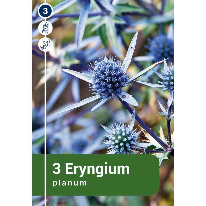 Russisk mandstro - Eryngium Planum - 3 rødder