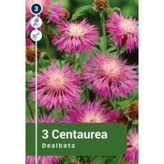 Knopurt - Centaurea...