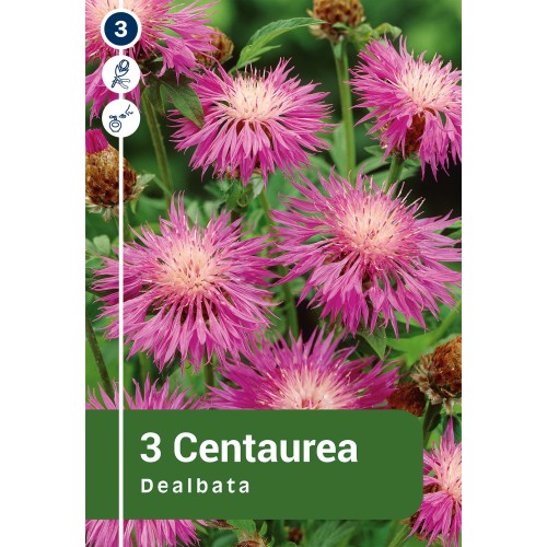 Knopurt - Centaurea Dealbata - 3 rødder