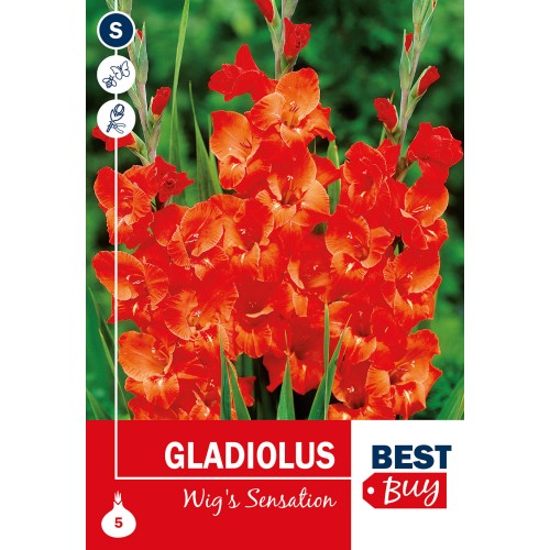 Gladiolus Wig's Sensation - 5 Løg