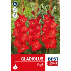 Gladiolus Bizet - 5 Løg