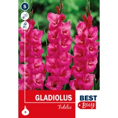 Gladiolus Fidelio - 5 Løg