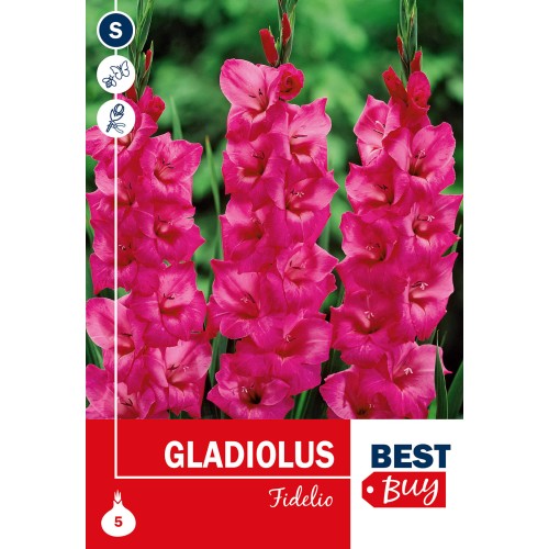Gladiolus Fidelio - 5 Løg