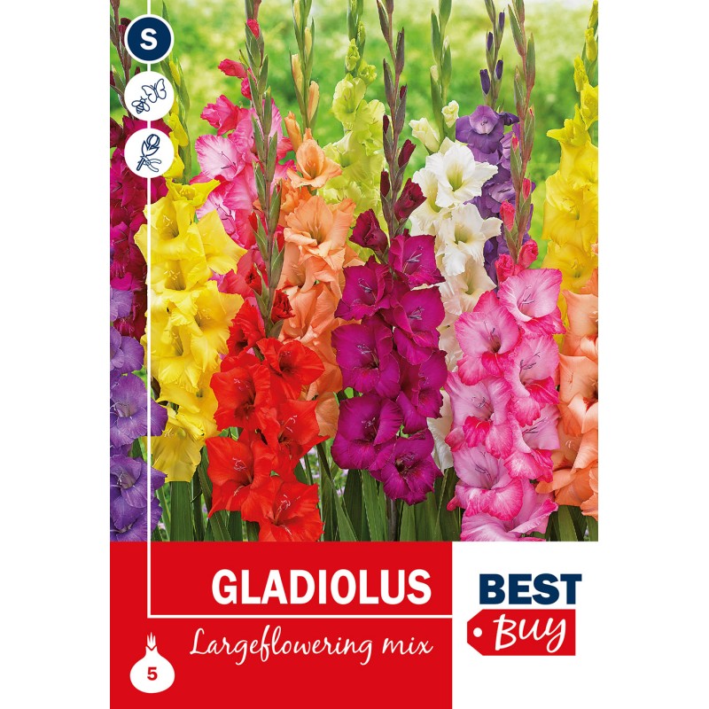 Gladiolus Largeflowering Mix - 5 Løg
