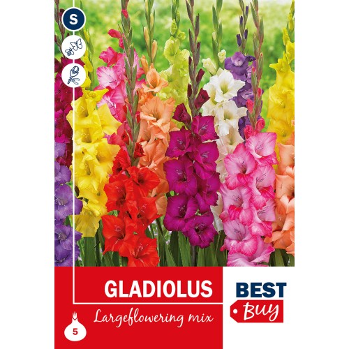 Gladiolus Largeflowering Mix - 5 Løg