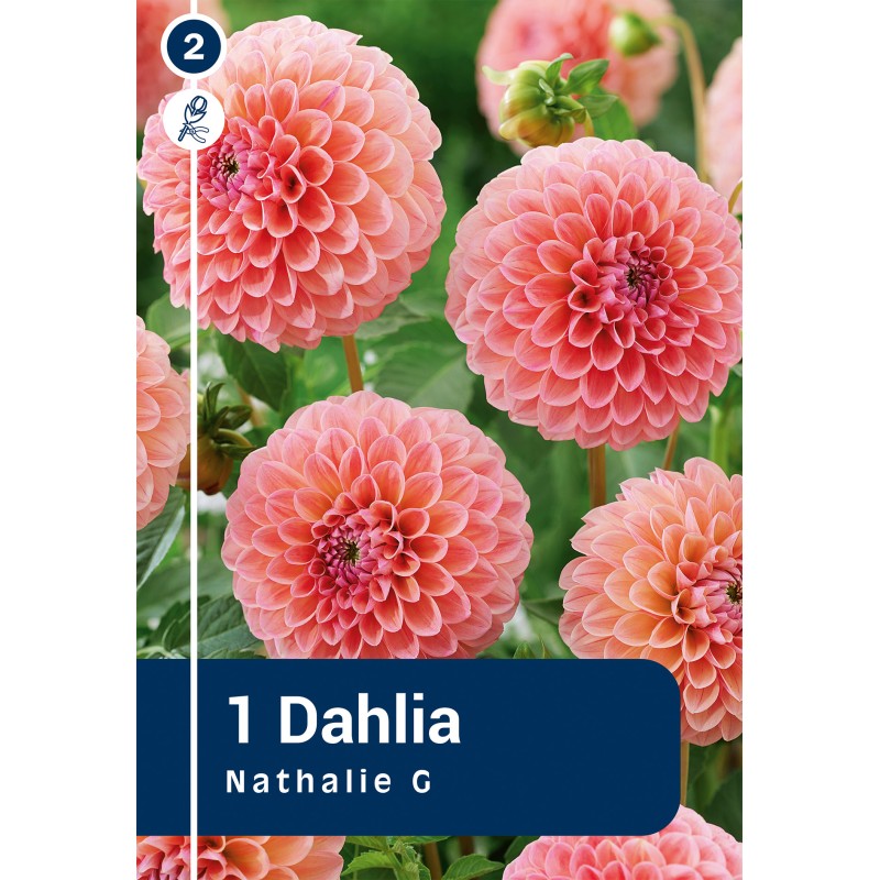 Dahlia Pompon Nathalie G / Georgin