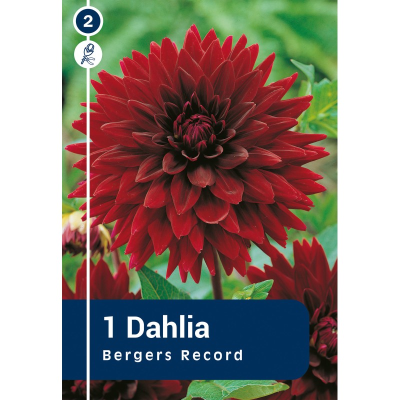 Dahlia Cactus Bergers Record / Georgin