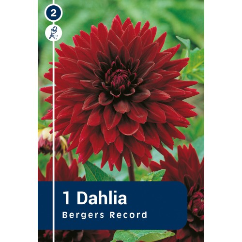 Dahlia Cactus Bergers Record / Georgin