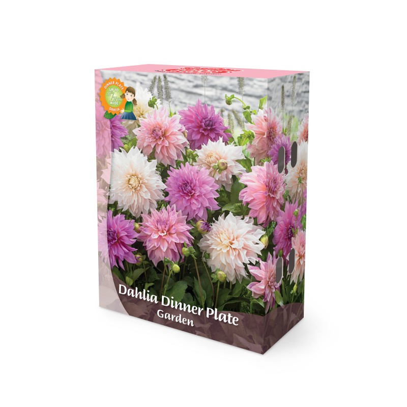 Dahlia Dinnerplate Mix - Border Garden Collection - 5 knolde