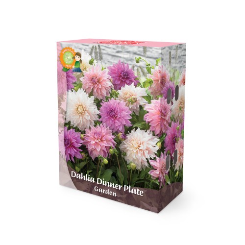 Dahlia Dinnerplate Mix - Border Garden Collection - 5 knolde