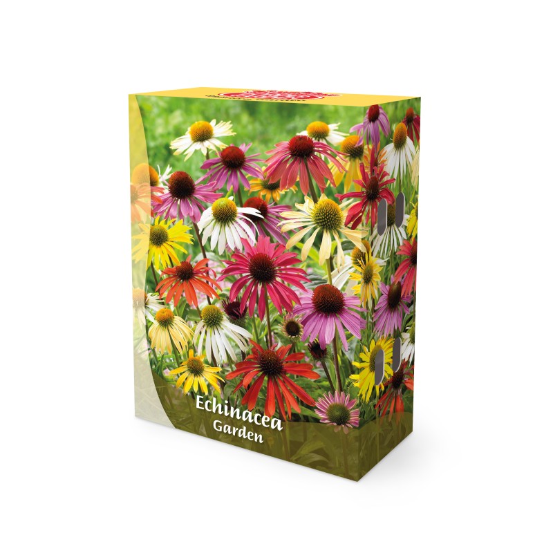 Purpursolhat Mix - Border Garden Collection - 10 rødder