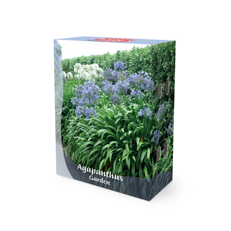 Skærmlilje - Agapanthus - Border Garden Collection - 5 knolde