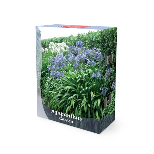 Skærmlilje - Agapanthus - Border Garden Collection - 5 knolde