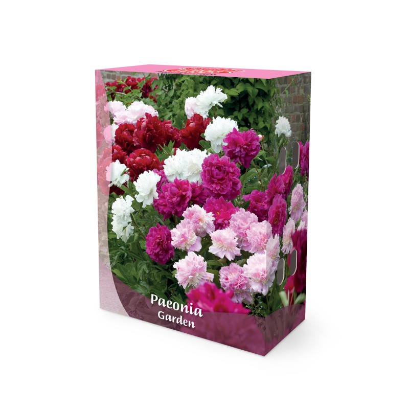 Paeon Mix - Border Garden Collection - 5 knolde