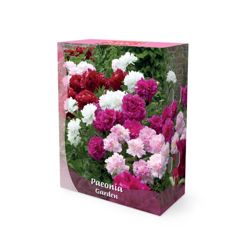 Paeon Mix - Border Garden Collection - 5 knolde