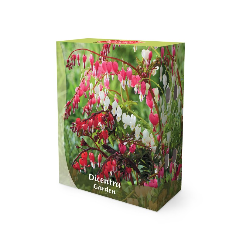 Løjtnantshjerte Mix - Border Garden Collection - 5 knolde