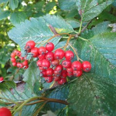 Pyrenæisk Røn -...