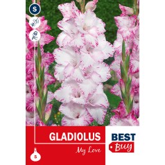 Gladiolus My Love - 5 Løg