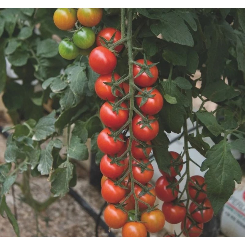 Cherrytomat Favorita - Tomatplante
