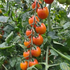 Cherrytomat Aura - Tomatplante