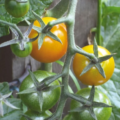 Cherrytomat Sungold - Tomatplante