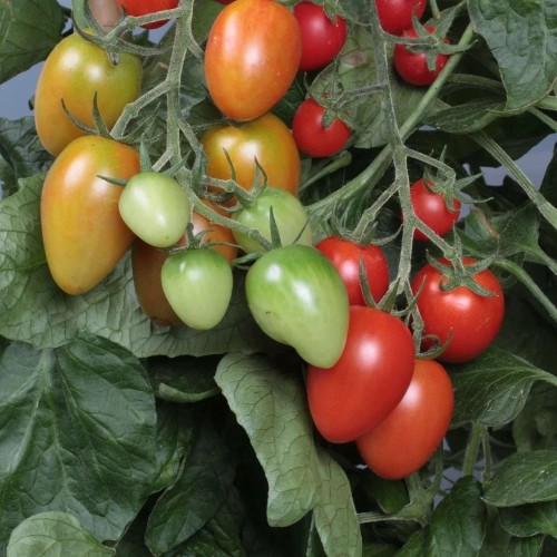 Blommetomat Corabell - Tomatplante