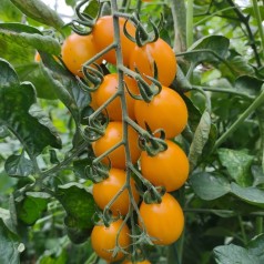 Blommetomat Honey Plum -...