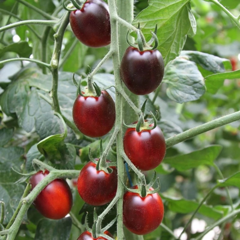 Blommetomat Black Vega - Tomatplante