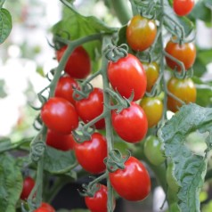 Dadeltomat Luna - Tomatplante