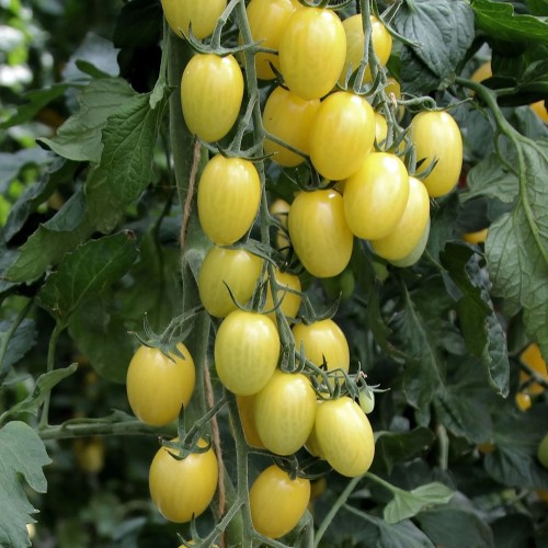 Blommetomat Lemon Drops - Tomatplante