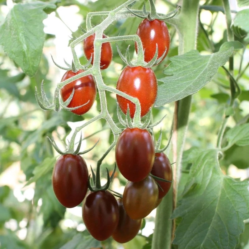 Mini Blommetomat  Brown Tasty - Tomatplante