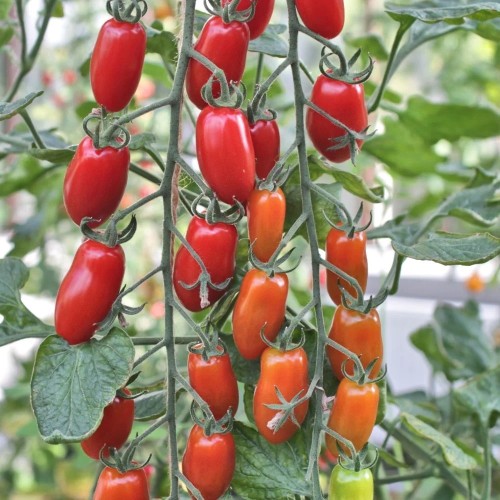 San Marzano Linea - Tomatplante