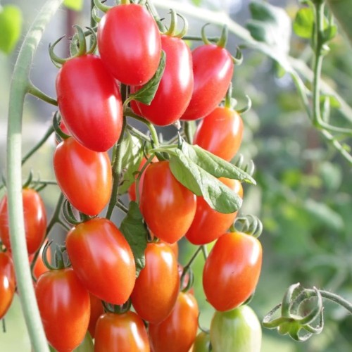 San Marzano Elena - Tomatplante