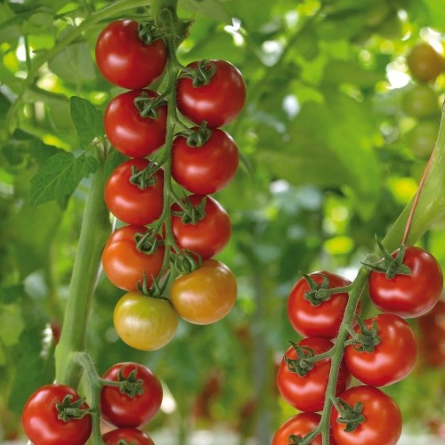 Coctailtomat Salina- Tomatplante