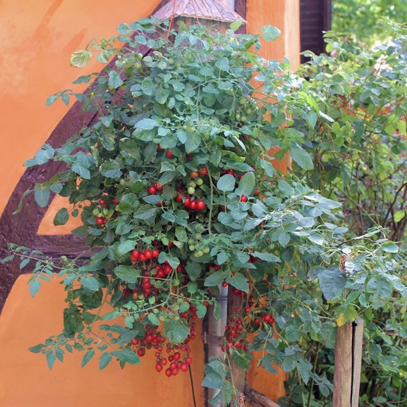 Hængetomat Nova - Tomatplante