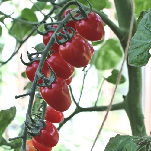 Jordbærtomat Strawberry Fields - Tomatplante
