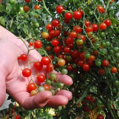 Ribstomat Red Currant - Tomatplante