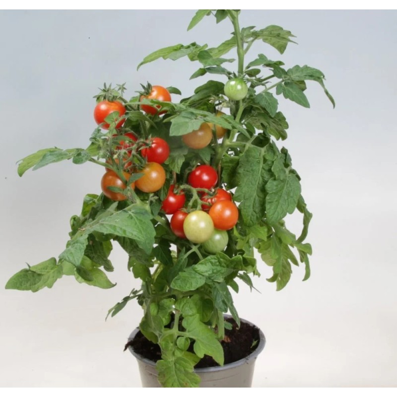 Krukketomat Red Robin - Tomatplante