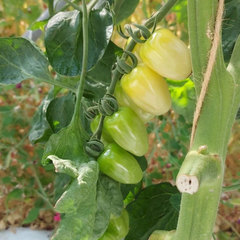 Snacktomat White - Tomatplante