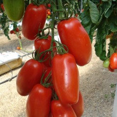 Madtomat San Marzano Lungo...