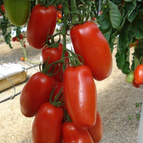 Madtomat San Marzano Lungo - Tomatplante