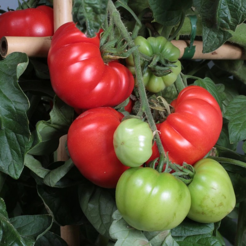 Bøftomat Belle - Tomatplante