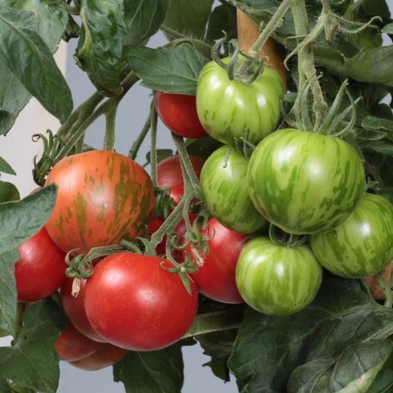 Tigerstribet Tomat Tigarella - Tomatplante